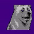 Shadow Dancer - cachorro