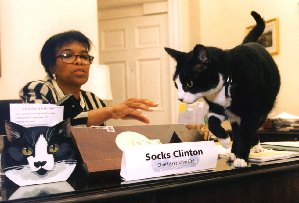 Gato Socks com Betty Currie