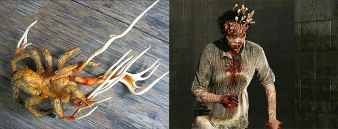 last of us cordyceps real