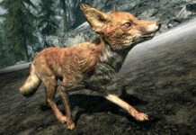 skyrim raposas